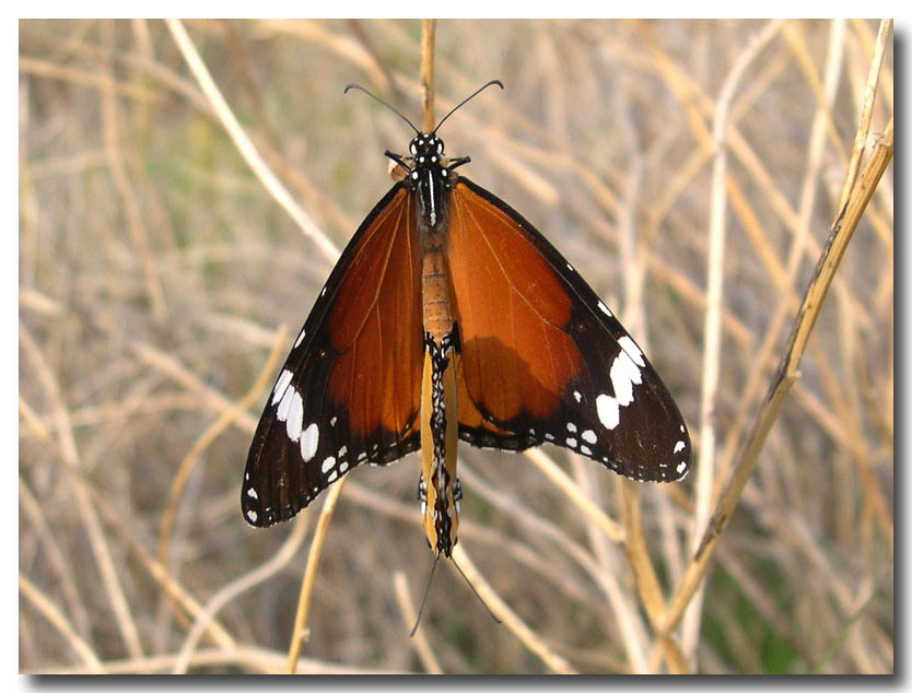 Danaus chrysippus